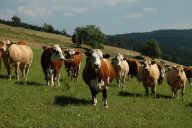 Přidávání řas do žrádla skotu pomůže zmírnit skleníkový efekt : Krávy běžně pšoukají a říhají. Metan...