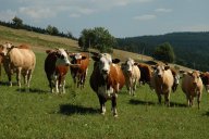 Mléku se nebraňte, je zdravé. Nebo je to naopak?: Od mládí slýcháme, že mléko je zdravé a proto…