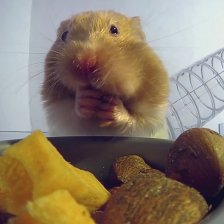 Křeček