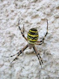 Křižák pruhovaný - Argiope bruennichi: Potkali jste na toulkách přírodou křižáka…