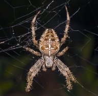 Křižák obecný - Araneus diadematus: V mnohých z nás vyvolává pohled na pavouky...