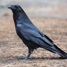 Krkavec velký (Corvus corax).