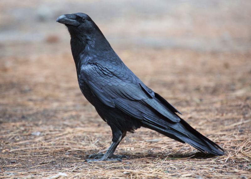 Krkavec velký (Corvus corax). - klikněte pro zobrazení detailu