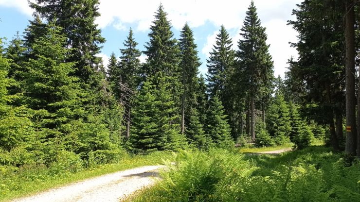 zobrazit detail snímku: Černa hora - Odbočka nad rašeliništěm
