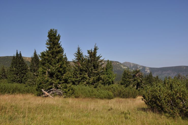zobrazit detail snímku: Krkonoše - Cesta mezi bufetem Na rozcestí a Výrovkou