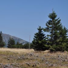 Krkonoše - vykácená kleč nad bufetem Na rozcestí