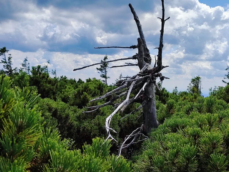 Krkonošská kleč. - klikněte pro zobrazení detailu