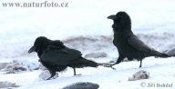 Krkavec velký  - Corvus corax: Šplhal jsem v poledním žáru na Rozsochu, jeden z…