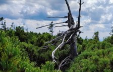 Smutná minulost a snad šťastná budoucnost stromů v Krkonoších