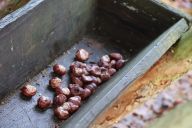 Udělejme z krmení zvěře vánoční zvyk, který opravdu pomůže: Jedním z nejkrásnějších a nejautentičtějších…