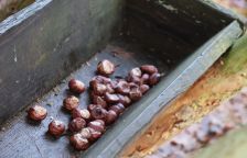 Udělejme z krmení zvěře vánoční zvyk, který opravdu pomůže