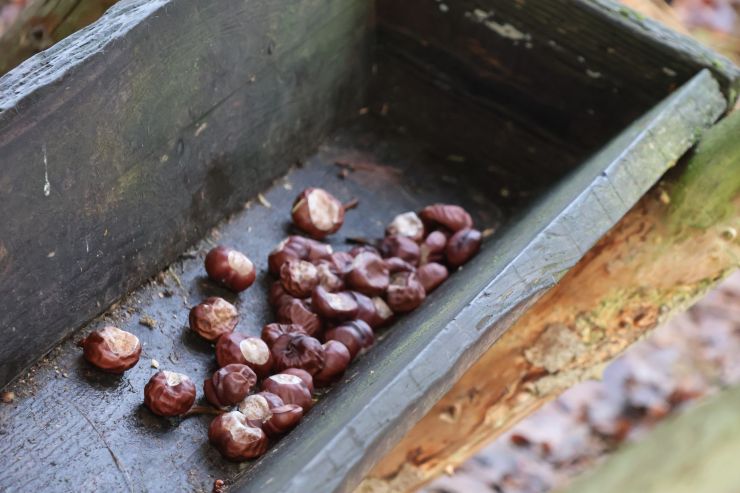 zobrazit detail snímku: Kaštany v krmelci