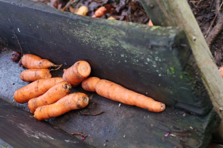 zobrazit detail snímku: Mrkev v krmelci