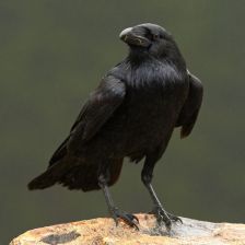 K lidem přítulný krkavec u Luční boudy – nekrmte ho, zní  z Krnapu