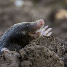 Krtek obecný (Talpa europaea).