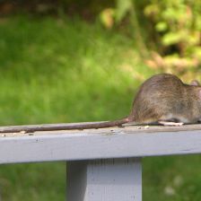 Krysa obecná (Rattus rattus).