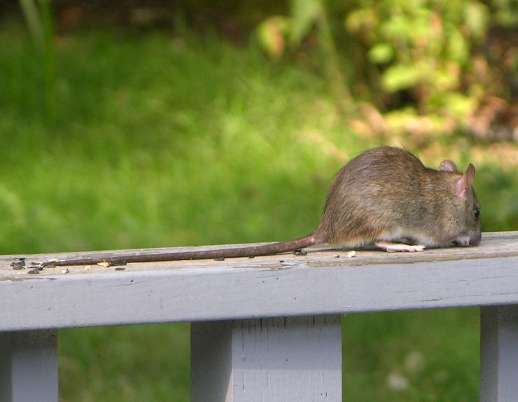 zobrazit detail snímku: Krysa obecná (Rattus rattus).