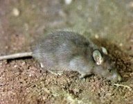 Krysa versus potkan: Po všechny lidské generace vyvolávaly jednotlivé...