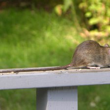 Krysa obecná (Rattus rattus).