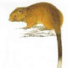 krysa dinagatská