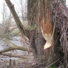 Okus stromu od bobra