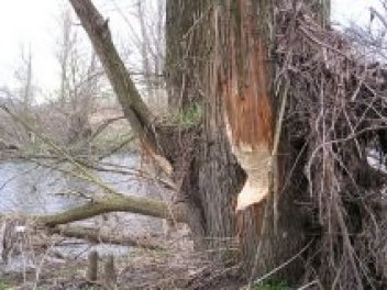 Okus stromu od bobra - klikněte pro zobrazení detailu