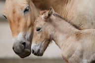 Nejznámnější zvířata českých ZOO Nejznámnější zvířata českých ZOO