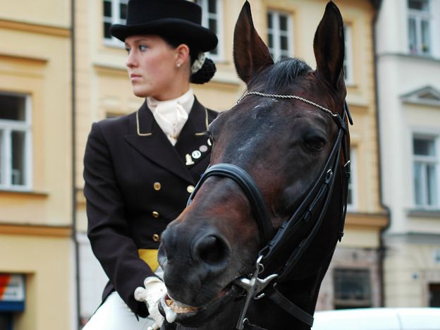 stáhnout tapetu: Kůň s jezdkyní