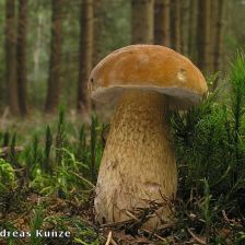 Hřib žlučník