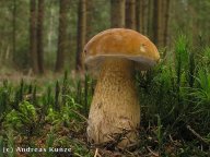 Hřib žlučník - Tylopilus felleus (Bull.: Fr.) Karst. 1881: Ochutnali jste už tuto mňamku ve své kuchyni? Pak…