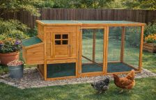 Chov slepic pro začátečníky