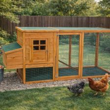 Chov slepic pro začátečníky