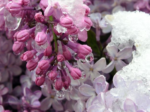 stáhnout tapetu: Zasněžený šeřík