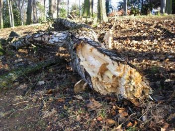 Zlomený strom - klikněte pro zobrazení detailu