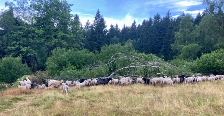 zobrazit detail snímku: Ovečky pochutávající si na padlé příze