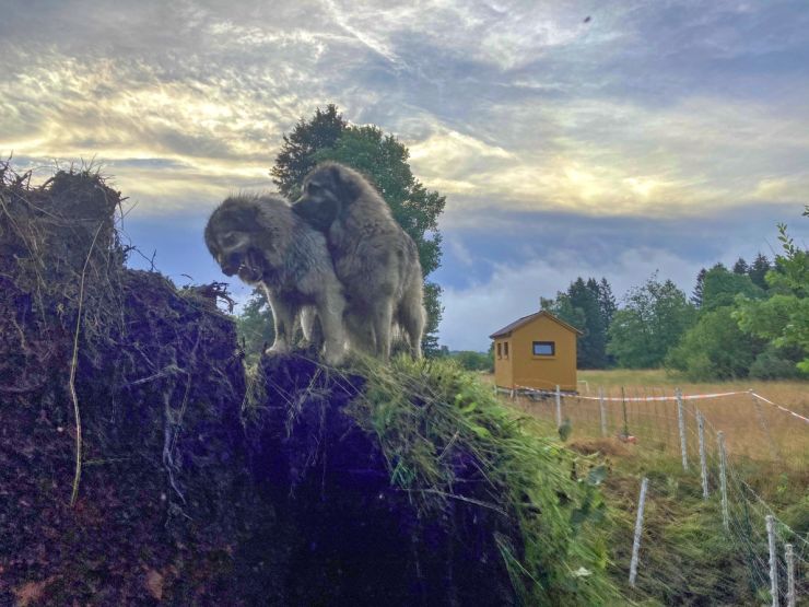 zobrazit detail snímku: Pastevečtí psy na kontrole