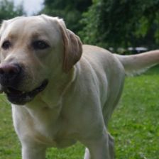 Labradoský retriever