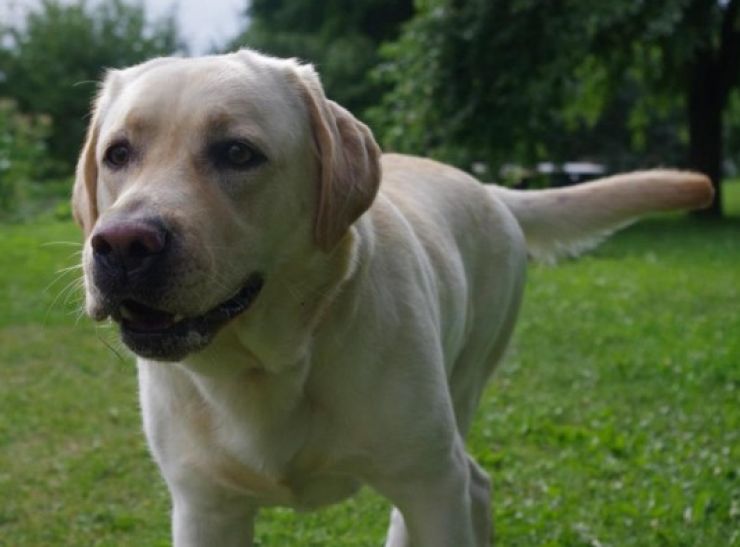 zobrazit detail snímku: Labradoský retriever