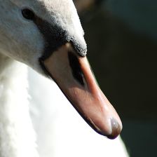 Labuť velká