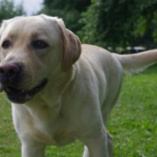 Labradoský retriever