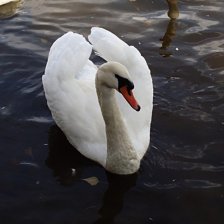 Labuť