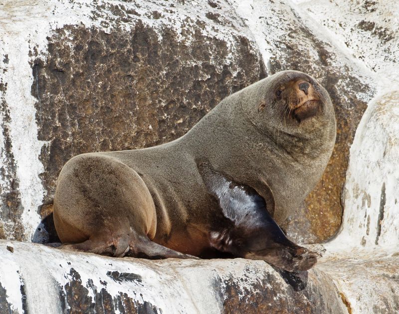 Lachtan australský (Arctocephalus pusillus doriferus). - klikněte pro zobrazení detailu