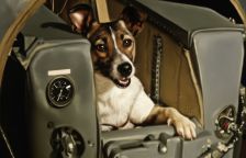 Lajka zemřela, aby nám otevřela vesmír