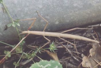 Strašilka Bacillus rossius - klikněte pro zobrazení detailu Strašilka Bacillus rossius - klikněte pro zobrazení detailu
