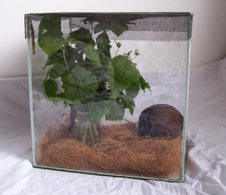 zobrazit detail snímku: Terarium