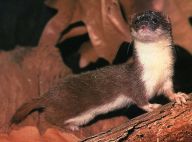 Lasice kolčava - Mustela nivalis: Už se vám stalo, že vám někdo neprávem vynadal…