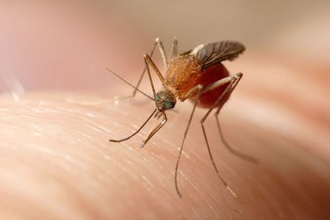 Jaké jsou výhody, nevýhody a dokonce smrtelná nebezpečí jednotlivých typů repelentů?