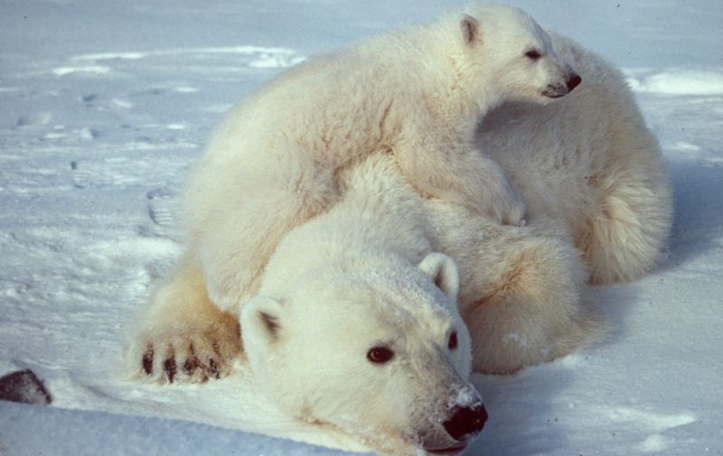 Ursus maritimus - klikněte pro zobrazení detailu