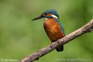 Ledňáček říční - Alcedo attnis: Jeden z našich nejpestřeji zbarvených a…