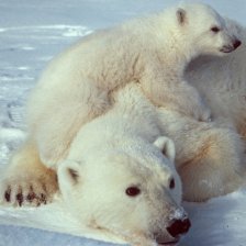 Ursus maritimus